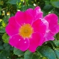 Preview: Lay on Roses Rosen Blüten-Duschseife, duftig & verträumt